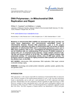 DNA Polymerase &gamma; in Mitochondrial DNA Replication and