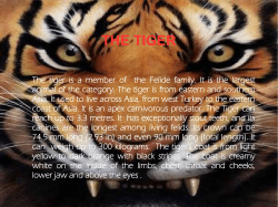 THE TIGER
