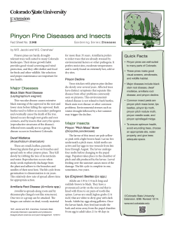 Pinyon Pine Diseases and Insects