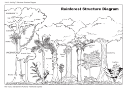 Rainforest Structure Diagram - Wet Tropics Management Authority