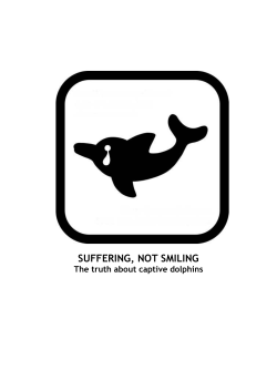 Suffering, not smiling: The truth about captive dolphins