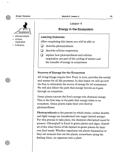 Lesson 4 Energy in the Ecosystem