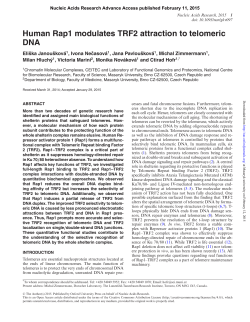 Human Rap1 modulates TRF2 attraction to telomeric DNA