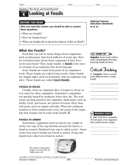 4 Looking at Fossils Critical Thinking