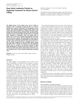 Deep Sulcal Landmarks Provide an Organizing