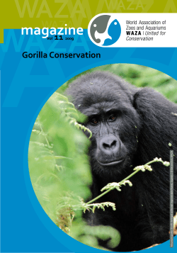 Gorilla Conservation - World Association of Zoos and Aquariums