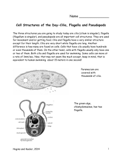 Cell Structures of the Day-Cilia, Flagella and Pseudopods