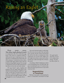 Raising an Eaglet (Bald Eagle) - Bob Armstrong`s Nature Alaska