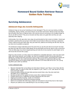 Surviving Adolescence - Homeward Bound Golden Retriever Rescue