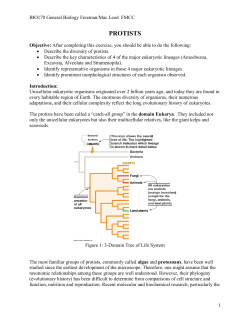 protists - FM Faculty Web Pages