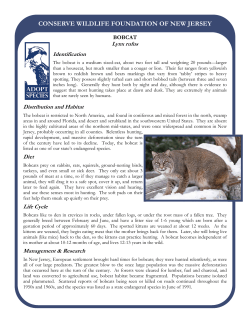 Bobcat info sheet - Conserve Wildlife Foundation