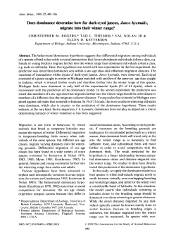 Does dominance determine how far dark-eyed