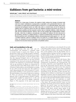 Sialidases from gut bacteria: a mini-review