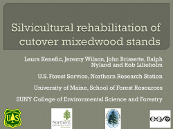 Silvicultural rehabilitation of cutover mixedwood stands