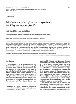Mechanism of ethyl acetate synthesis by Kluyveromyces fragilis