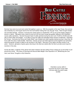 Beef Cattle Penning
