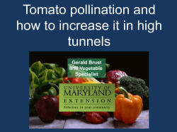 Tomato pollination and how to increase it in high tunnels