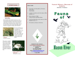 Fauna of Mason River - Natural History Museum of Jamaica