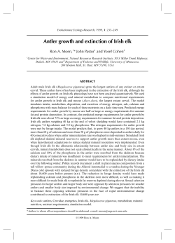 Antler growth and extinction of Irish elk