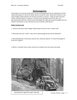 Gymnosperms