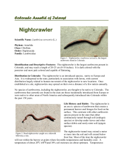 Colorado Insect of Interest