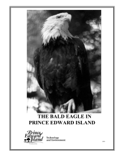 The Bald Eagle in Prince Edward Island