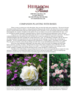 Companion Planting with Roses
