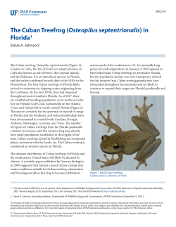 The Cuban Treefrog (Osteopilus septentrionalis) - EDIS