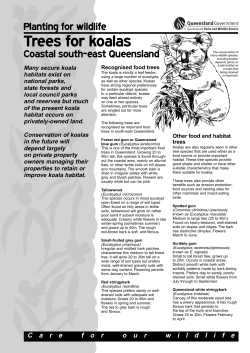 Planting for wildlife Trees for koalas Coastal south east Queensland