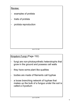 Review: examples of protista traits of protista protista reproduction