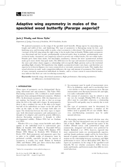 Adaptive wing asymmetry in males of the speckled wood butterfly