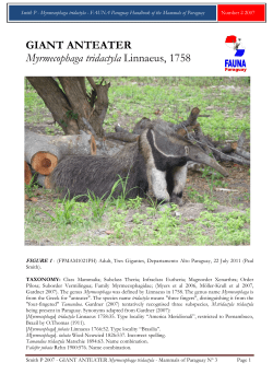 GIANT ANTEATER Myrmecophaga tridactyla Linnaeus, 1758
