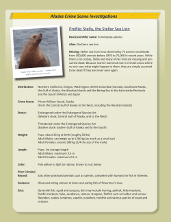 Profile: Stella, the Steller Sea Lion
