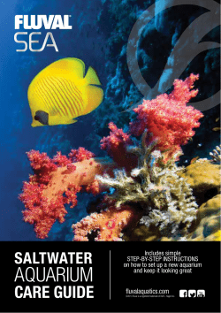 saltwater aquarium