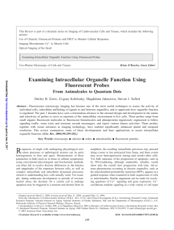 Examining Intracellular Organelle Function Using Fluorescent Probes