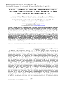 characterization of a hawksbill turtle (eretmochelys imbricata)