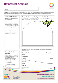 Learning Resources_Rainforest Animals Worksheet KS2