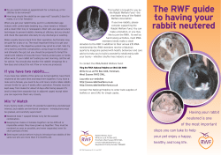 RWF Neutering leaflet04 Col - Rabbit Welfare Association