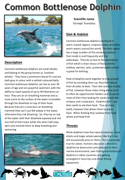 dolphins - Mandurah Cruises