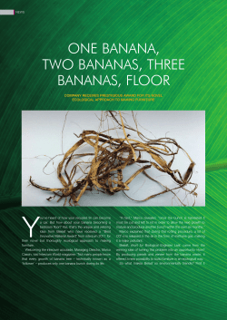 one banana, two bananas, three bananas, floor