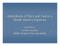 Adaptations of Flora and Fauna in Rhode Island`s