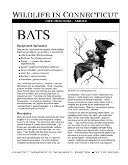 Bats: Informational Series