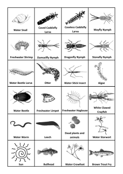 Food Chains - Wear Rivers Trust