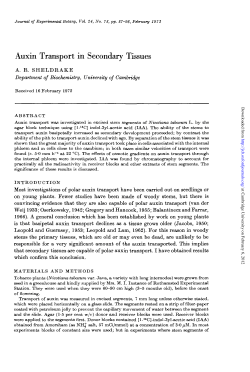 Auxin Transport in Secondary Tissues