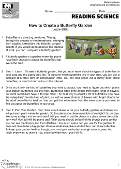 How to Create a Butterfly Garden