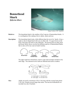 Bonnethead Shark - South Carolina Aquarium