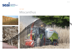 Fact Sheet - Miscanthus