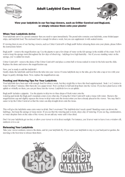 Adult Ladybird Care Sheet
