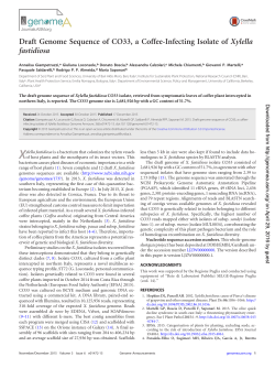 Draft Genome Sequence of CO33, a Coffee-Infecting