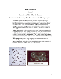 Bacteria And Their Effect On Humans